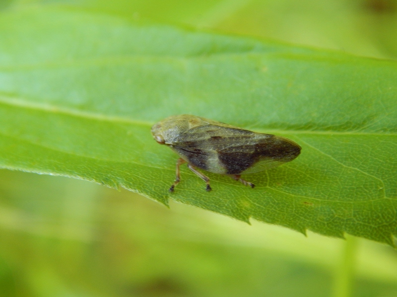 Aphrophoridae: Aphrophora alni della Lombardia